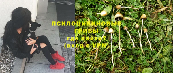 apvp Алзамай